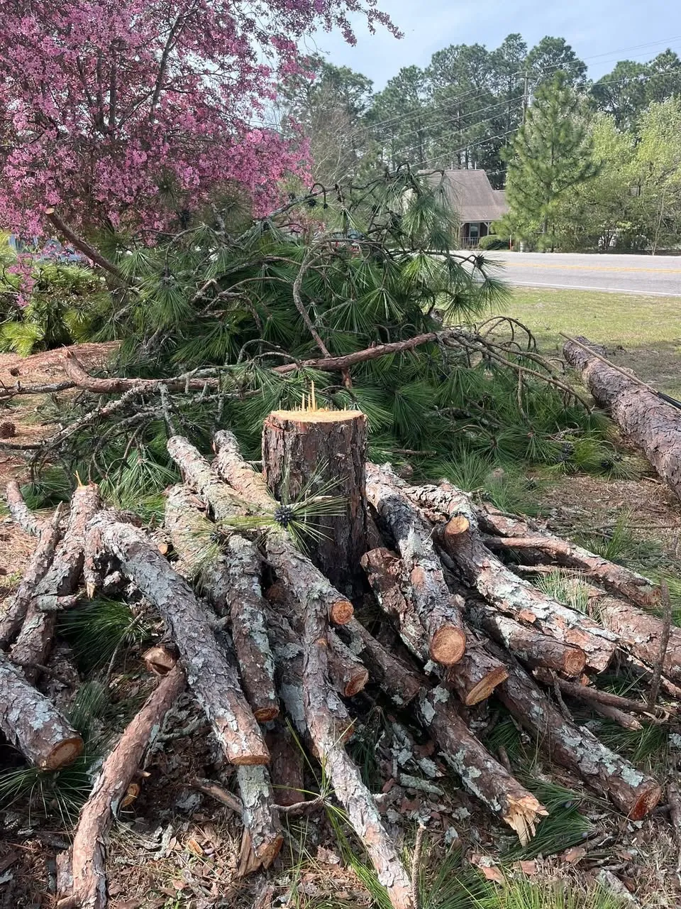 Pile of cut pine limbs and logs next to a road