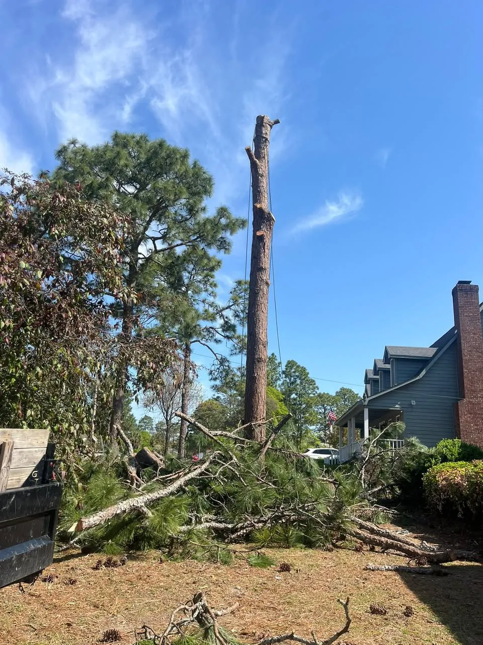 Pine trunk standing after its top was removed, with branches piled below