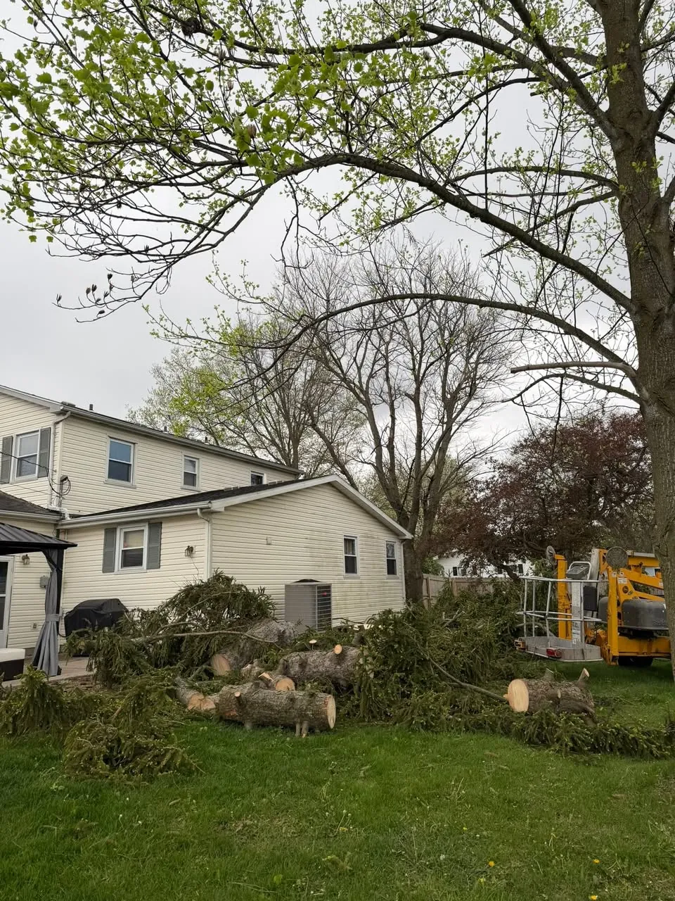 Tree Service Erie PA tree job