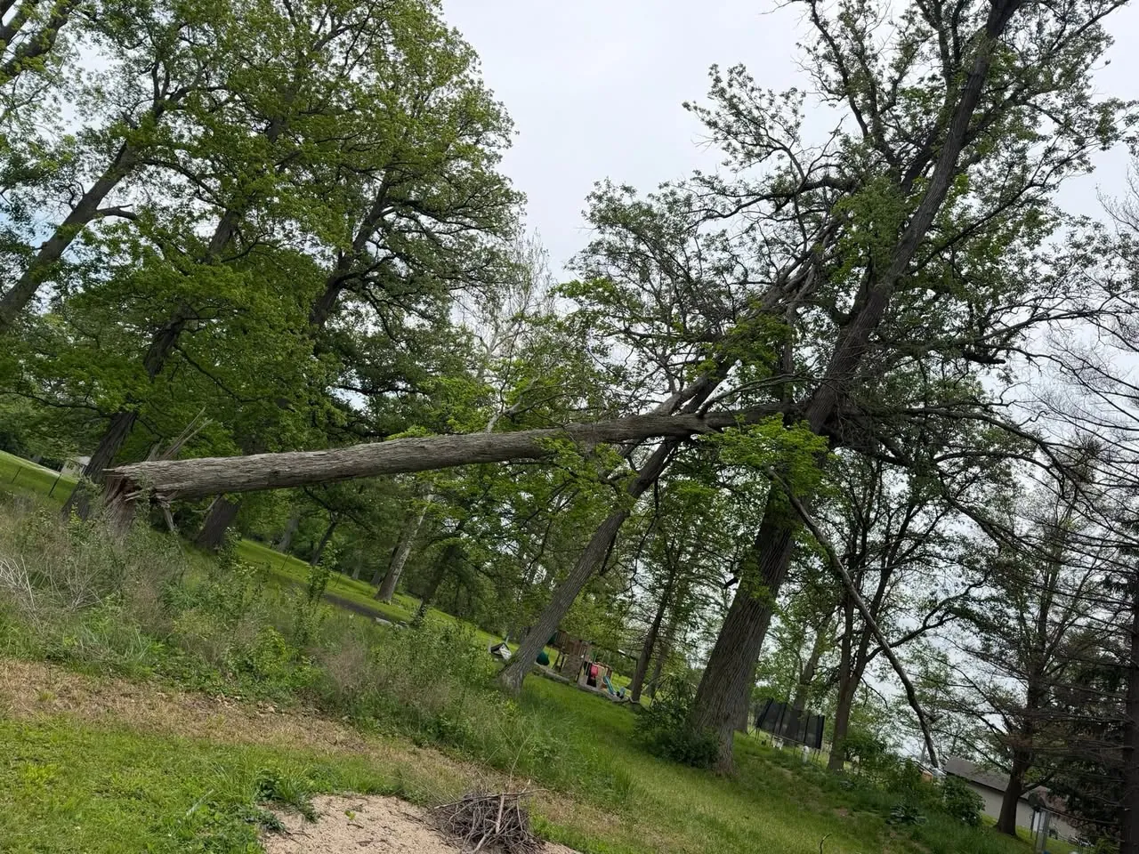 Large tree fallen across a sloped lawn