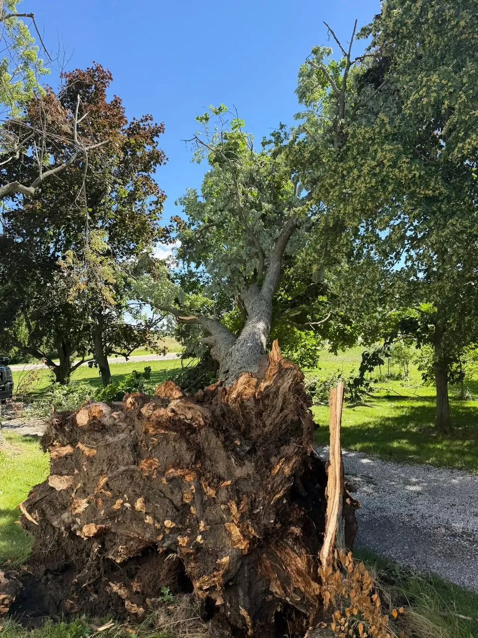 Uprooted tree with its root ball torn out of a lawn