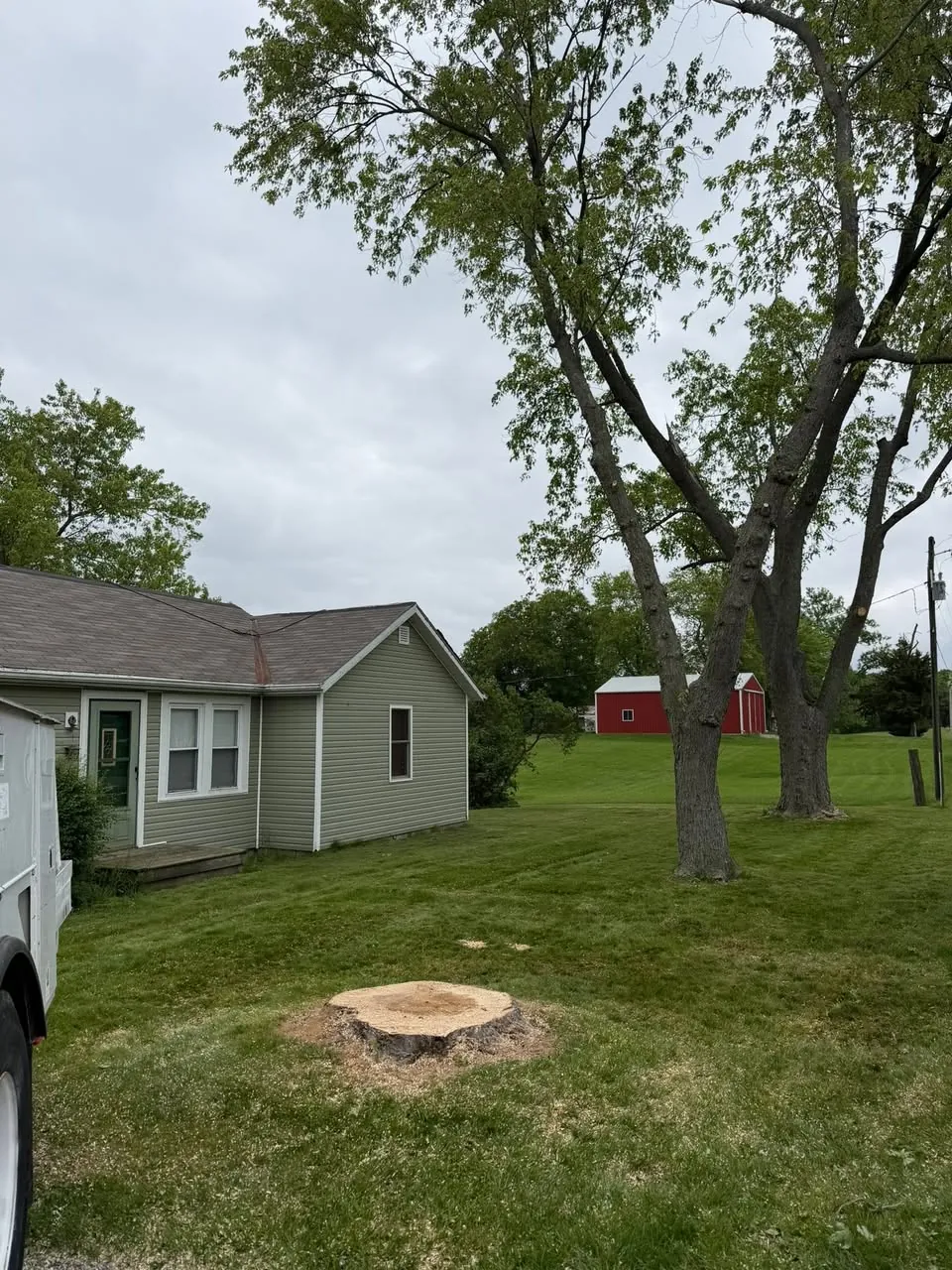 Stump ground down level with a lawn