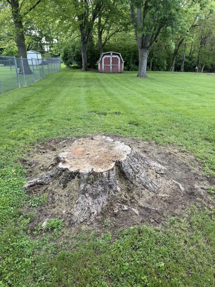 Large cut stump in a mowed backyard lawn