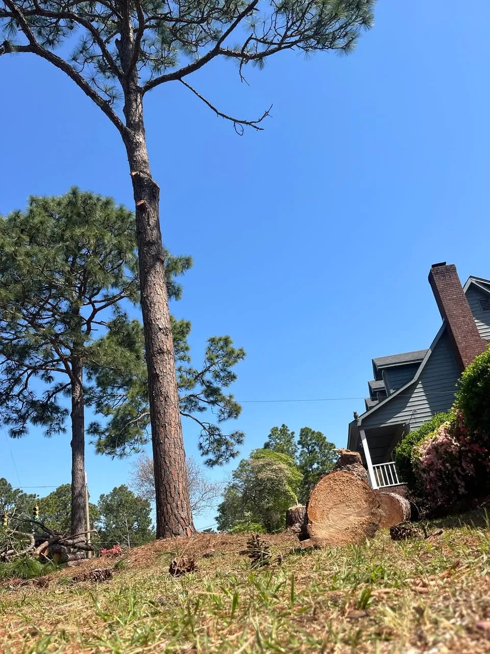 Removal work by Tree Service Erie PA