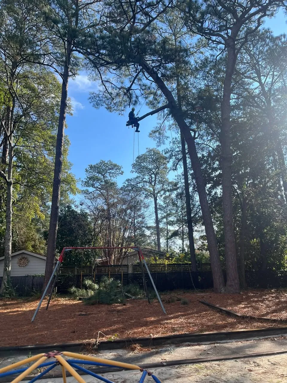 Climber tied in high in a pine among other tall pines