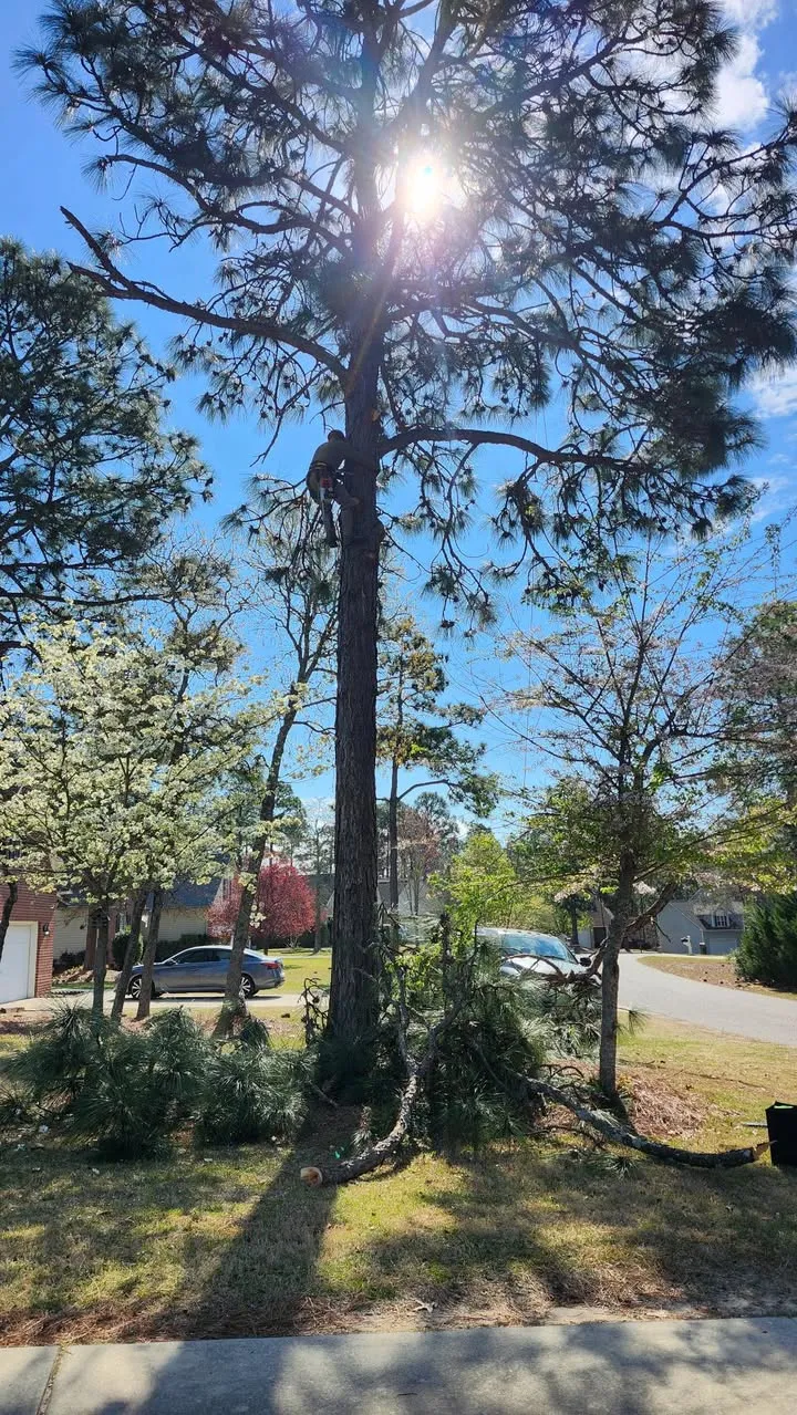 Tall pine in a front yard next to a driveway and a sidewalk