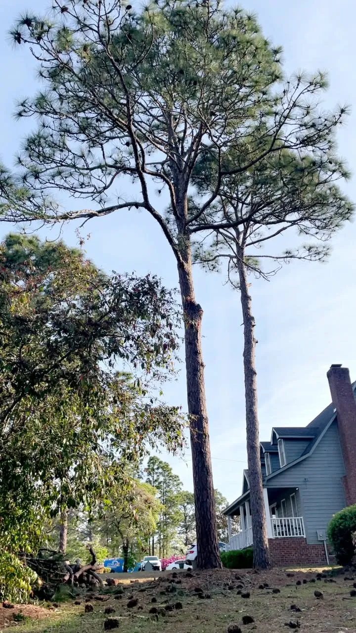 Two tall pines next to a house