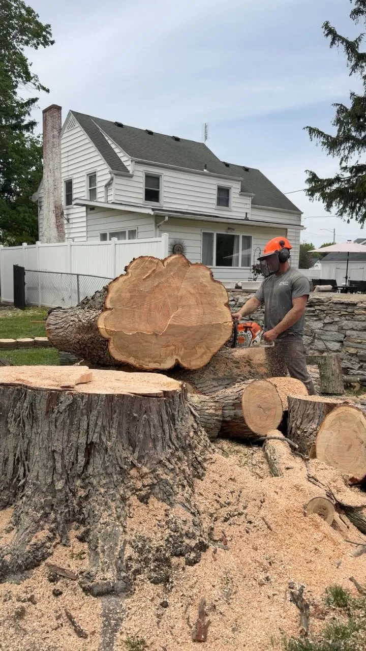 Crew member cutting a large felled trunk into rounds beside a house