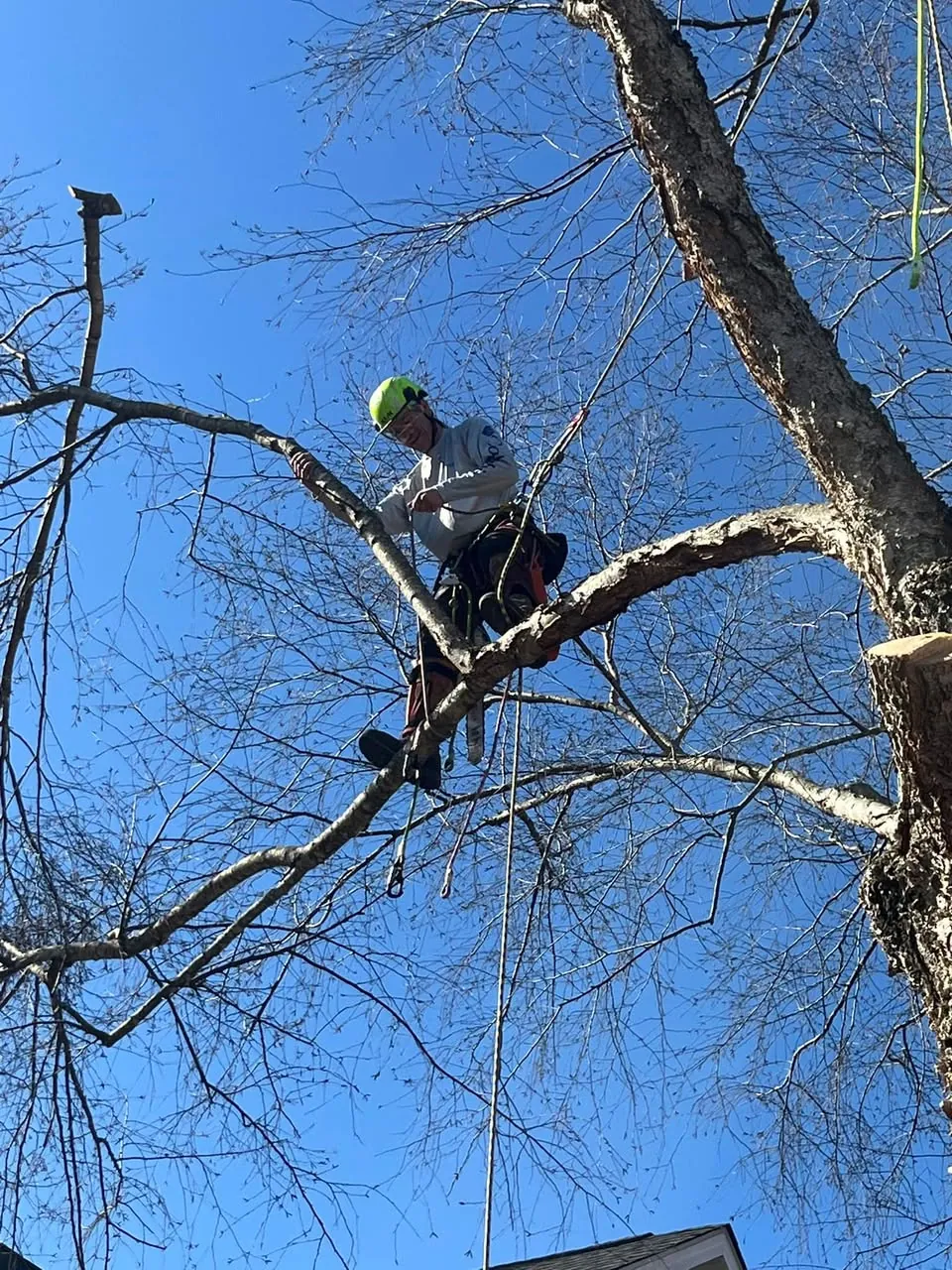 Climber in a harness cutting limbs high in a bare tree