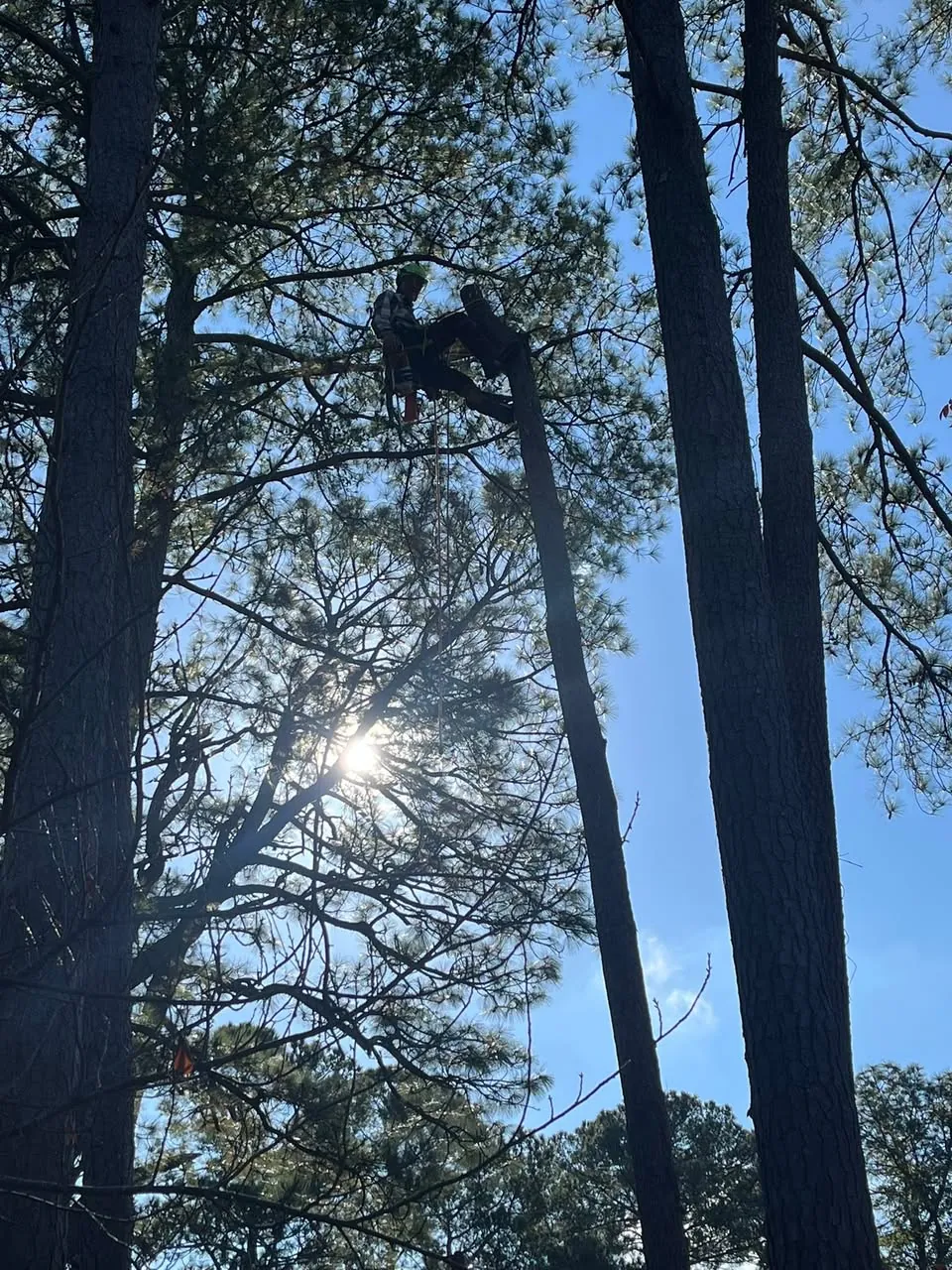 Climber in a tree canopy