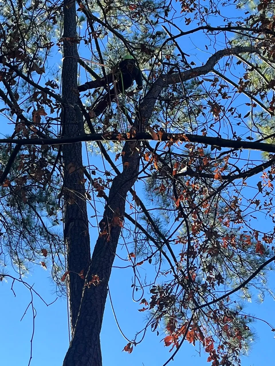 Looking up into a tree canopy with a climber's rope hanging from it