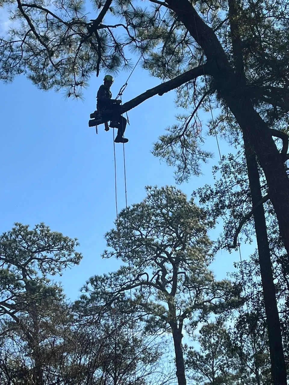 Arborist hanging on ropes beneath a pine canopy