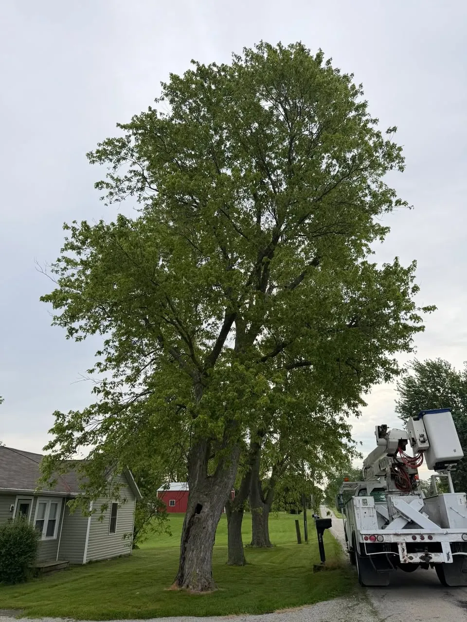 Bucket truck parked beside a large shade tree in a front yard